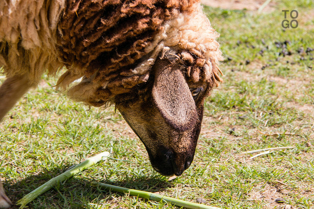 Chacun chez soi et les moutons seront bien gardés - République Togolaise