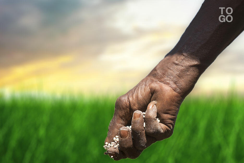 Les beaux jours de l'agriculture togolaise République Togolaise