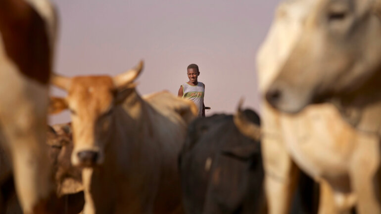 Santé animale : l'Afrique de l'Ouest cherche des solutions communes à Lomé
