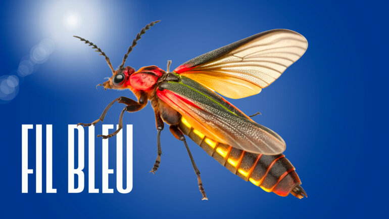 Jeunesse créative et diversité culturelle