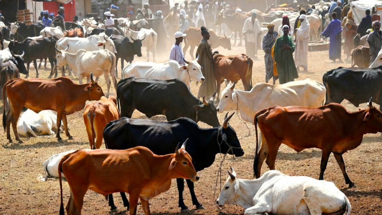 Élevage : 7 % du PIB, et un marché à bétail rénové aux portes de Lomé
