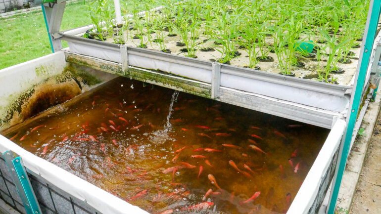 Le pari de l'agriculture urbaine 