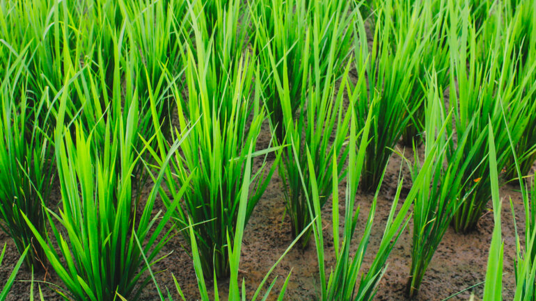 Un projet régional pour renforcer les revenus des riziculteurs