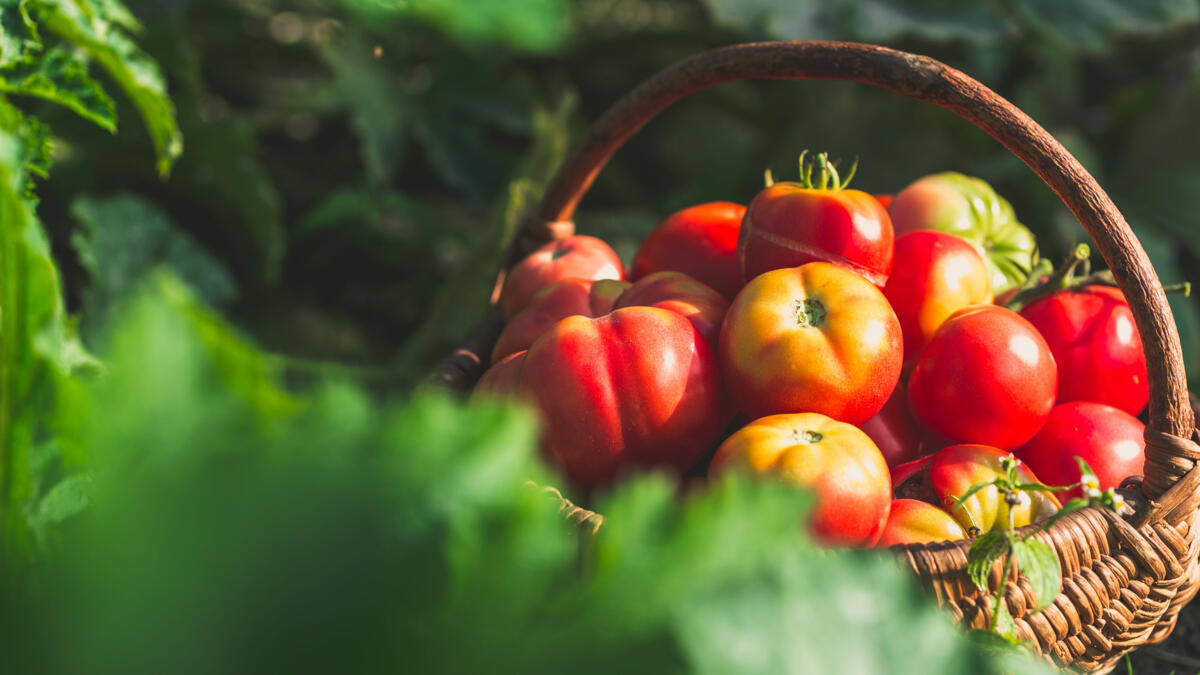 Une agriculture plus écologique