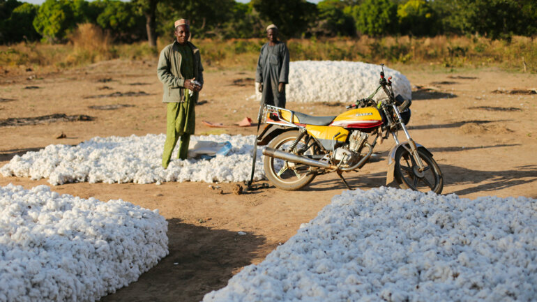 Coton africain : Lomé au cœur de la stratégie de relance de la filière