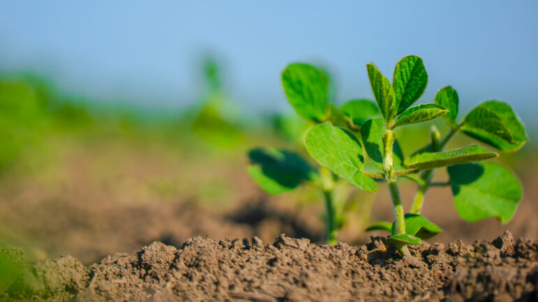 De nouveaux marchés pour le soja bio 