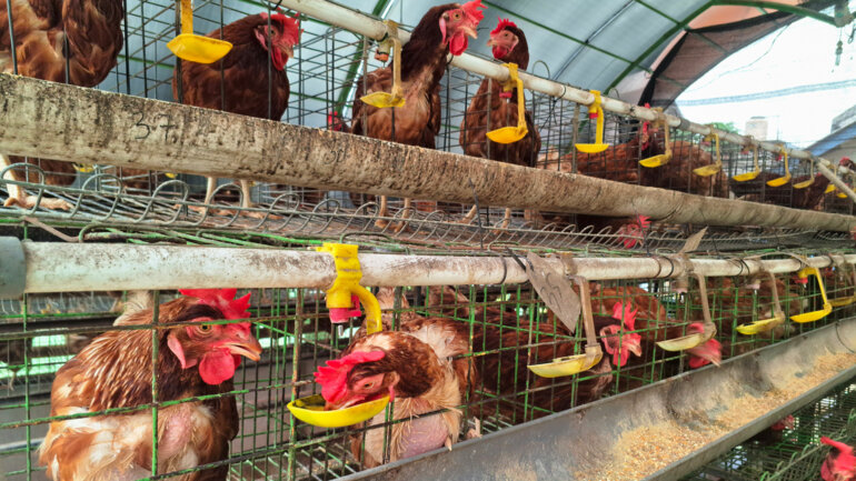 La filière avicole enregistre une croissance de 36 % en cinq ans