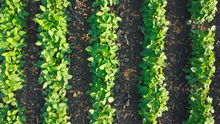 La filière soja vise 500 000 tonnes 