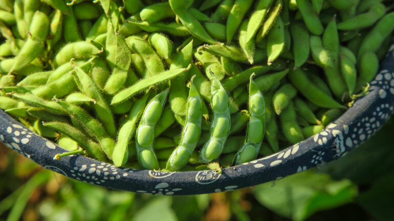 Soja bio : un bon produit d'exportation 