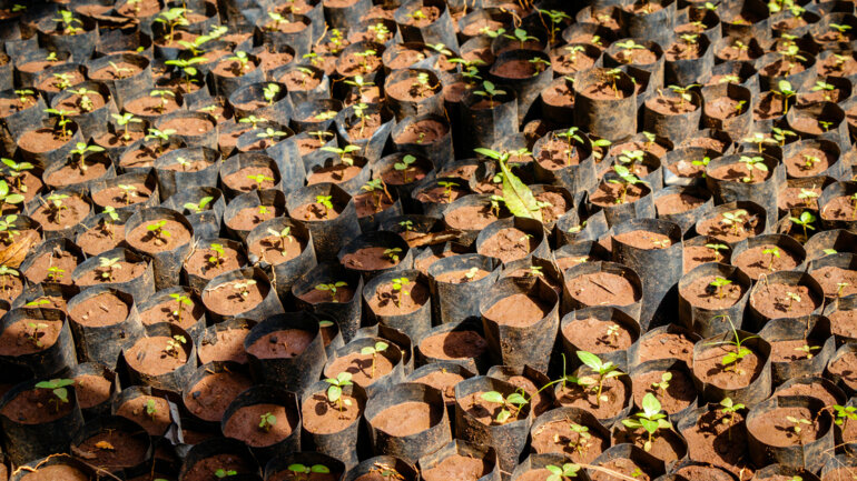 Création d'un centre national de semences forestières