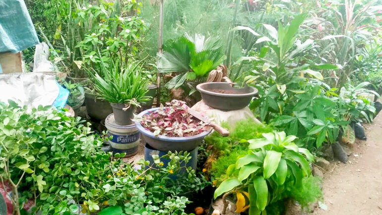 Des plants pour plus d’ombre, de biodiversité et de bien-être  