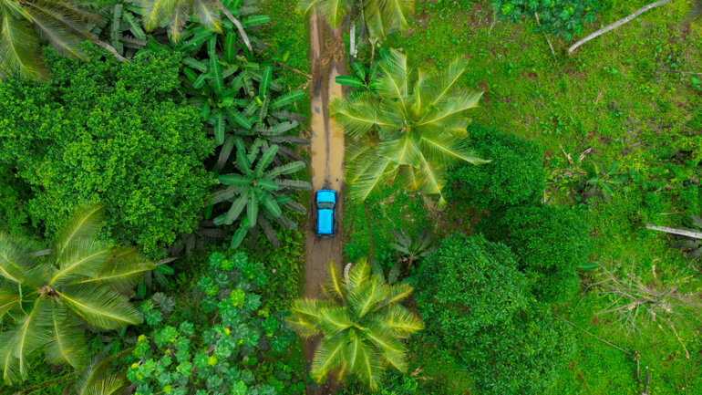 La FAO au secours des forêts 