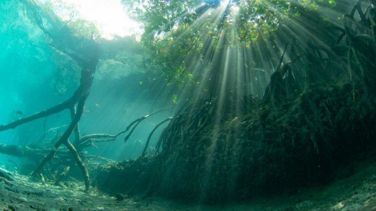 Les mangroves jouent un rôle écologique irremplaçable
