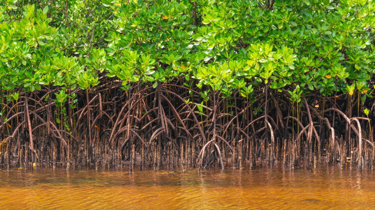 Moins de 4 % des émissions mondiales, 100 % des conséquences : l'Afrique se mobilise à Lomé