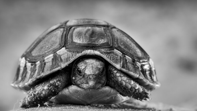 Des pêcheurs qui veillent sur les tortues comme sur leurs propres enfants