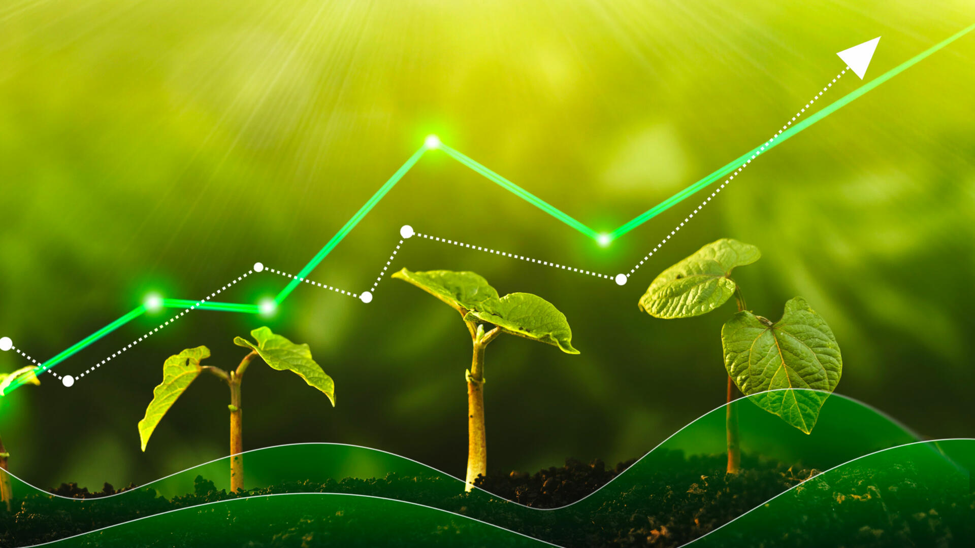 Les beaux jours de l’agriculture togolaise République Togolaise