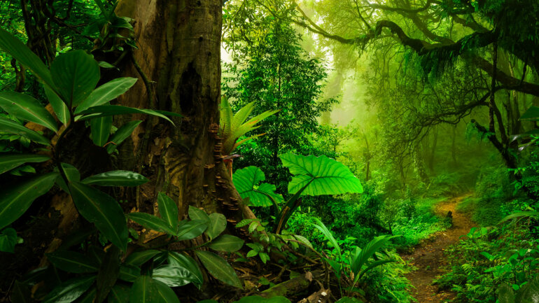 Lutte contre les infractions forestières