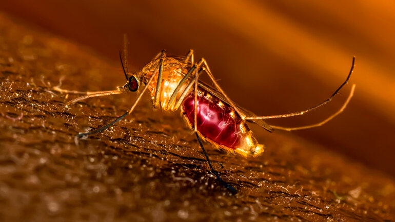 Paludisme : la recherche avance 