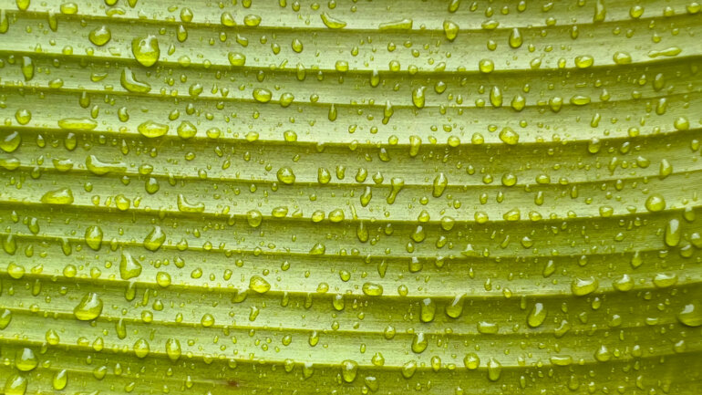 Sécurité alimentaire 