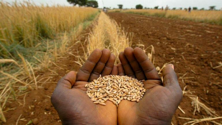 Hausse attendue de la production céréalière