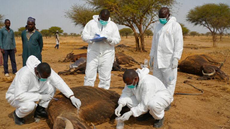 Koubéloti : des analyses en cours pour élucider une mortalité animale suspecte