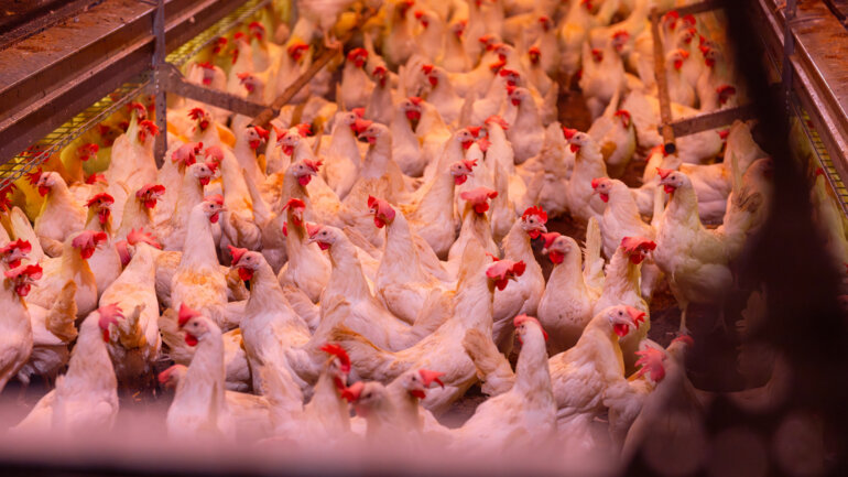 Le CERSA, moteur de l’innovation avicole