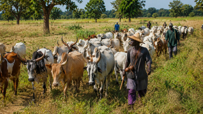 Pastoralisme maîtrisé 