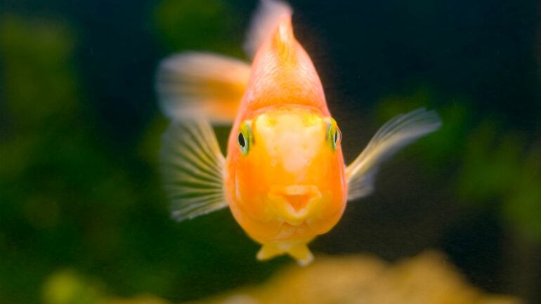 Repos biologique au lac Nangbéto 