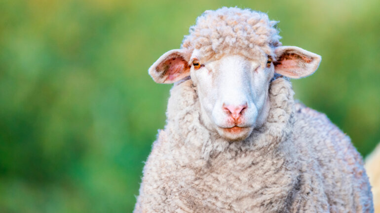 Un plan quinquennal contre la peste des petits ruminants