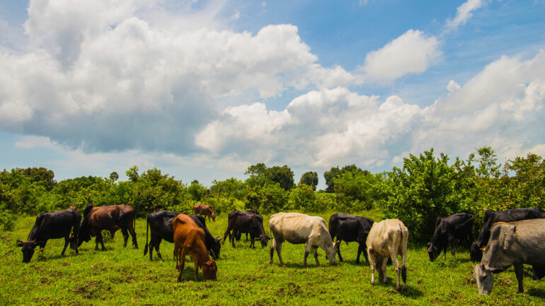 Une transhumance apaisée